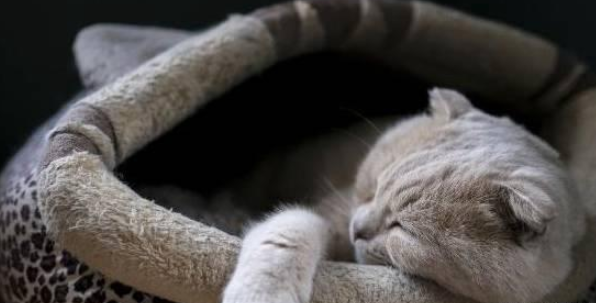 猫主子不睡的猫窝，扔在阳台上，第二天里面多了只猫