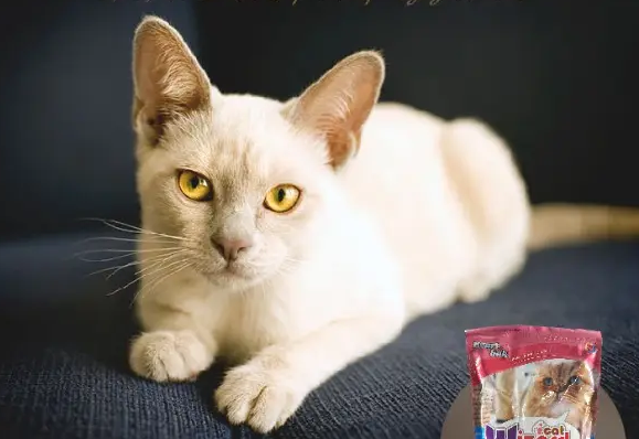 精灵猫是做什么的?本文告诉你 精灵猫是做什么的?本文告诉你