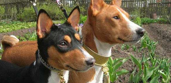 巴仙吉犬感冒吃什么药?小编告诉你 巴仙吉犬感冒吃什么药?小编告诉你