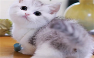 矮脚猫多少钱一只