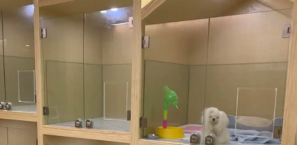 开宠物店亏死了