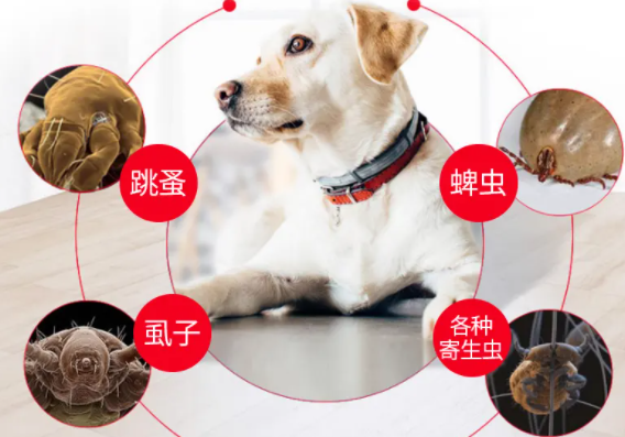 宠物驱虫药怎么样