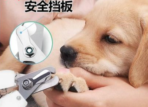 给狗狗剪指甲从哪里开始
