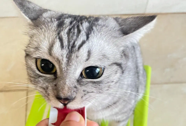 便宜猫条对猫咪好不好
