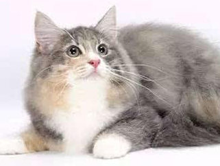 褴褛猫性格怎么样?想养的人来看看吧 褴褛猫性格怎么样?想养的人来看看吧
