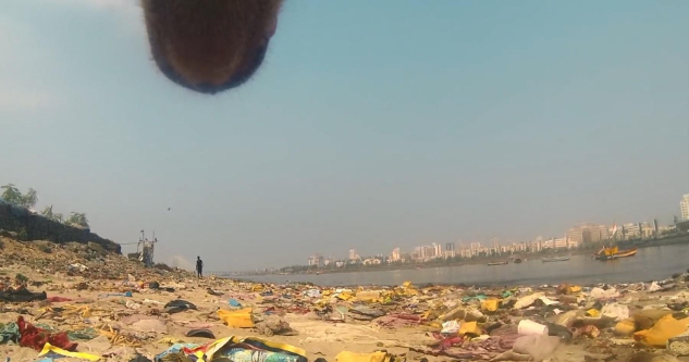 流浪狗身上装监控,看完监控录像后才知道 流浪狗身上装监控,看完监控录像后才知道
