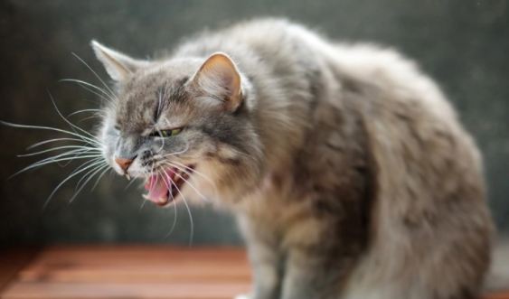 猫咪哑了还咳嗽吃什么药