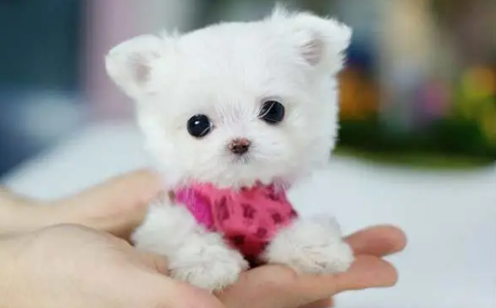 上海哪有卖茶杯犬 上海哪有卖茶杯犬