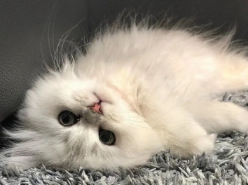猫咪咬人手是什么意思？猫友可以瞧瞧~