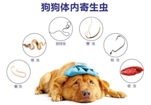 狗狗体内驱虫还是体外驱虫好