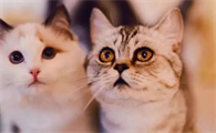 猫是轮回的最后一世