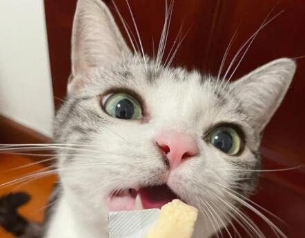 比较好的猫条品牌