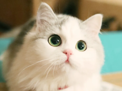 怎么让猫在车上安静？这里有答案