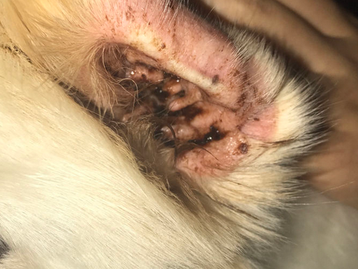 狗狗耳螨如何