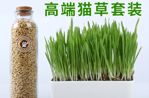 猫草必须用营养土吗