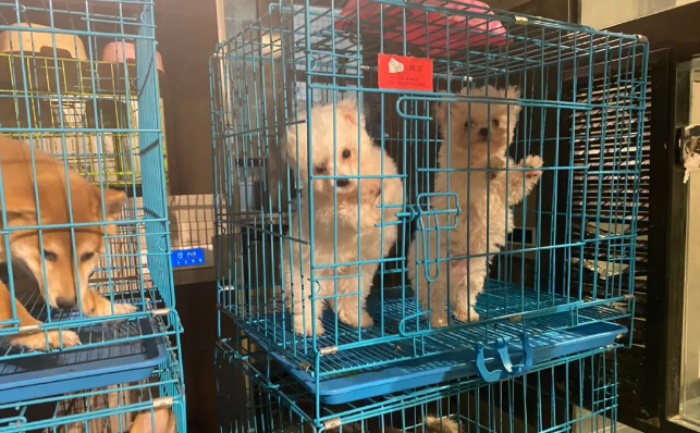 卖宠物赚钱还是宠物用品赚钱 卖宠物赚钱还是宠物用品赚钱