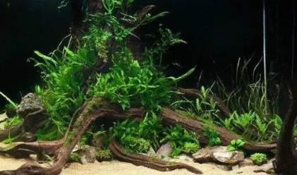 鱼缸底砂能不能种水草