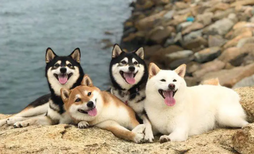 铲屎官须知:为什么不能养日本柴犬? 铲屎官须知:为什么不能养日本柴犬?