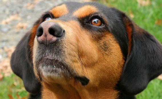 黑褐猎浣熊犬咳嗽吃什么？可以试试这几招