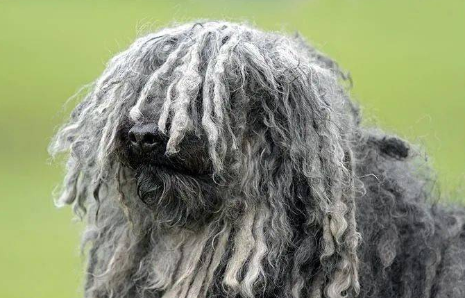 波利犬怎么洗澡?你们知道吗? 波利犬怎么洗澡?你们知道吗?