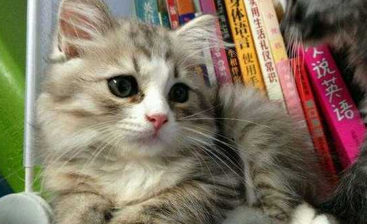 褴褛猫饲养方法，一起来了解一下！