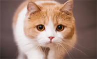 猫吃老鼠对身体好吗