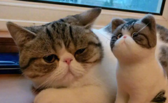 饲养科普:猫尾巴快速颤抖后一直叫怎么回事? 饲养科普:猫尾巴快速颤抖后一直叫怎么回事?