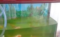 锦鲤鱼缸怎么养水不浑浊