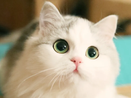 母猫尿频尿少怎么办?带你们来瞧瞧! 母猫尿频尿少怎么办?带你们来瞧瞧!