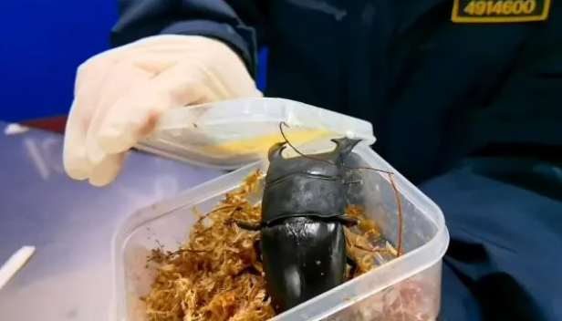 “汪汪队”立功!查获“异宠”甲虫6只 “汪汪队”立功!查获“异宠”甲虫6只
