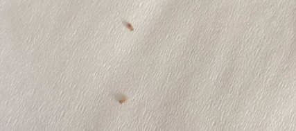 房间有狗虱子怎么彻底清除？我告诉你