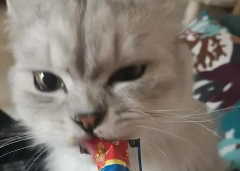 猫条一天吃几根