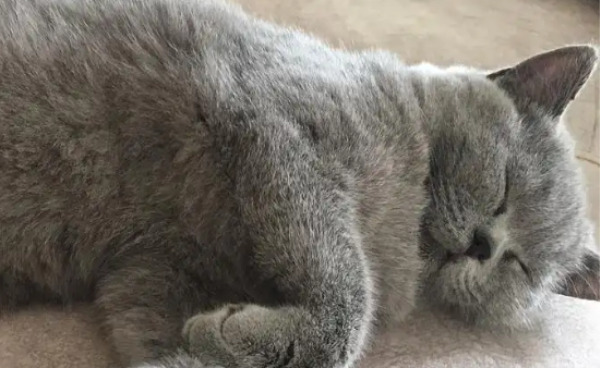英短蓝猫为什么爱睡觉？会有什么问题吗？