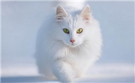 猫和什么属相相克