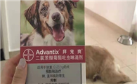 宠物体外驱虫药哪种好