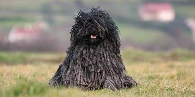 波利犬怎么养?方法如下 波利犬怎么养?方法如下