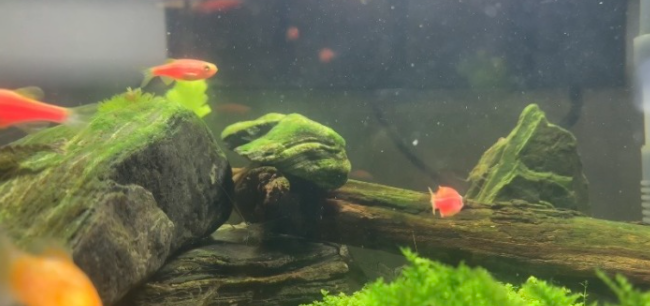 水草鱼缸需要换水吗