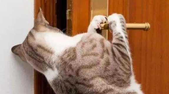 猫为什么会好奇主人的动向？来了解下吧