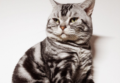 虎斑猫纯不纯？怎么看？