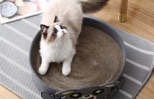 怎么让猫会用猫抓板