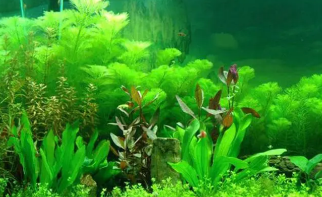 鱼缸水草子怎么种