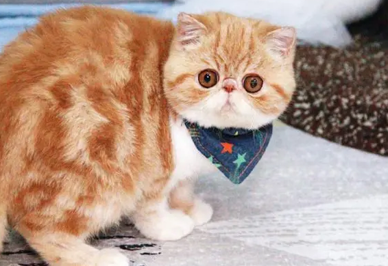 猫加菲猫一只多少钱 猫加菲猫一只多少钱