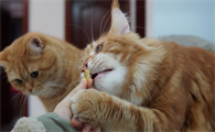 猫咪吃的鱼油是什么