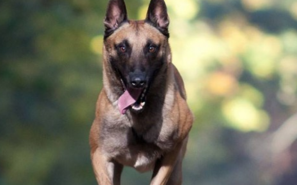 马犬能活多少年?取决于它的饲养条件 马犬能活多少年?取决于它的饲养条件