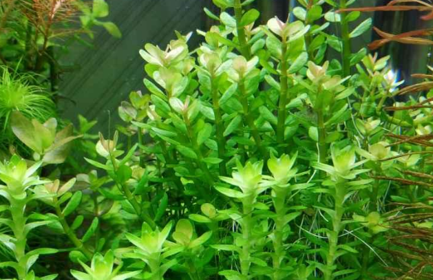 新鱼缸怎么种水草