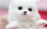 白色的茶杯犬多少钱