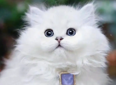 金吉拉猫心肌炎什么原因？猫友可以瞧瞧~