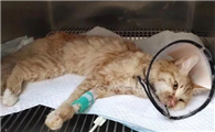 猫咪猫鼻支什么症状?主要包括这些