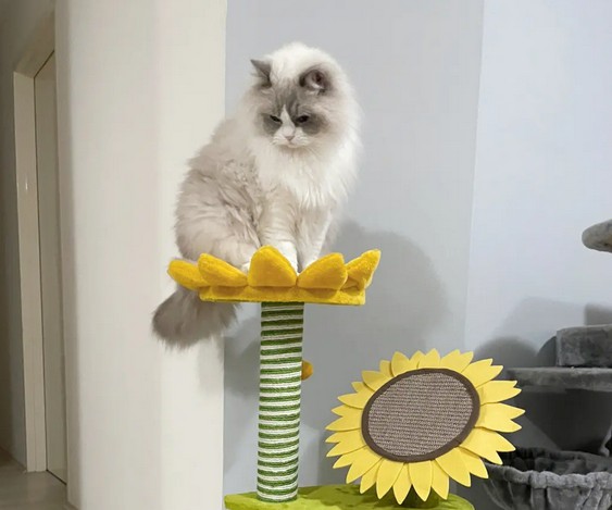 猫爬架是必须的吗 猫爬架是必须的吗