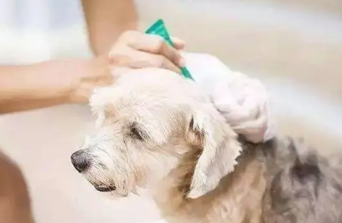 宠物体外驱虫多少钱一次